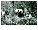 Giant panda. - Vintage Photograph