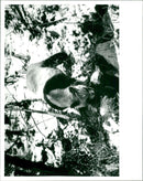 Giant panda. - Vintage Photograph