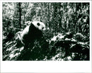 Giant panda. - Vintage Photograph