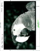 Parrot, Scarlet Macaw - Vintage Photograph