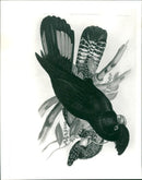 Parrot - Vintage Photograph