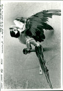 Parrot - Vintage Photograph