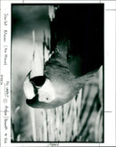 Parrot, Scarlet Macaw - Vintage Photograph