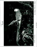 Parrot, Scalet macaw - Vintage Photograph