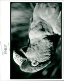 Parrot - Vintage Photograph