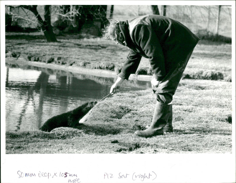 Otter - Vintage Photograph