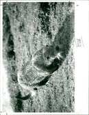 Otter - Vintage Photograph