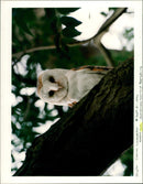 Barn owl. - Vintage Photograph