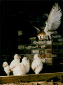 Tyto the barn owl and it's offspring. - Vintage Photograph