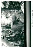 Yellow Stone Parks - Vintage Photograph