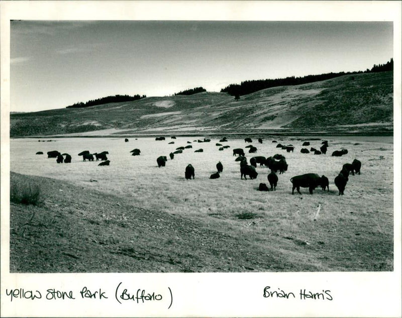 Yellow Stone Parks - Vintage Photograph