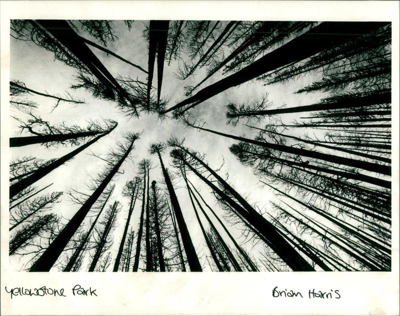 Garden Parks - Vintage Photograph