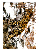 Photo of a tiger. - Vintage Photograph