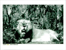 the lion is lying down. - Vintage Photograph