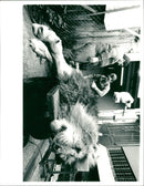 the lion is lying down. - Vintage Photograph