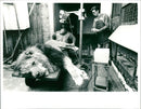 the lion is lying down. - Vintage Photograph