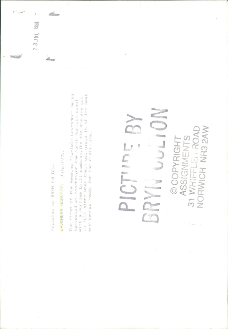 view of lavender. - Vintage Photograph