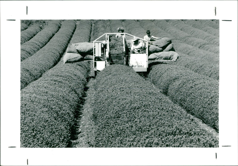 view of lavender. - Vintage Photograph