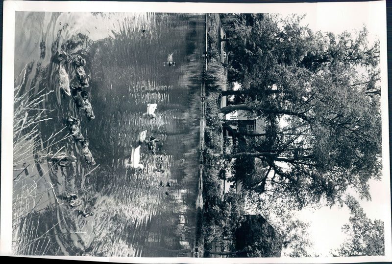 view of lake. - Vintage Photograph