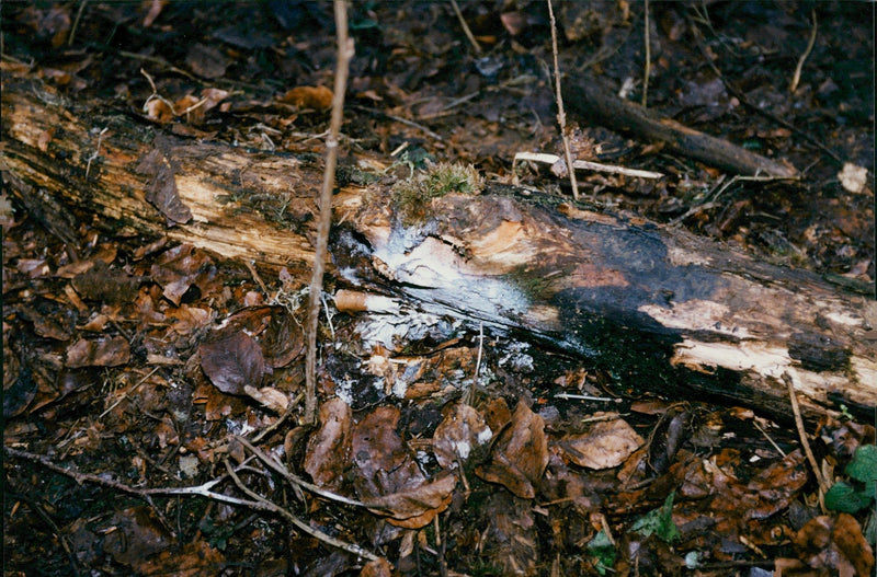 France: Case law / Murder. The site where 16 burned bodies were found in Saint-Pierre-de-Cherennes - Vintage Photograph