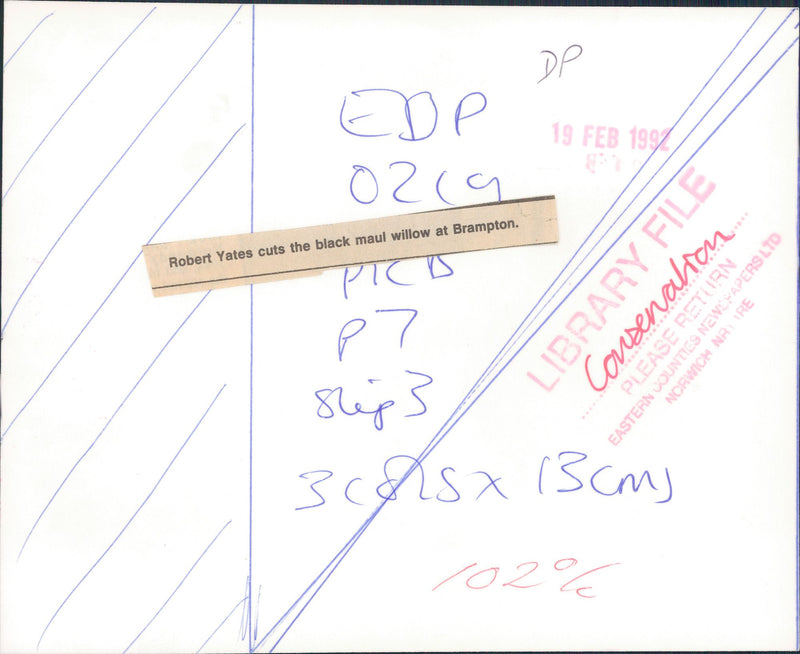 Conversation environment:roberts yates cuts the black maul willow at brampton. - Vintage Photograph