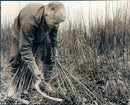 Conversation environment:roberts yates cuts the black maul willow at brampton. - Vintage Photograph