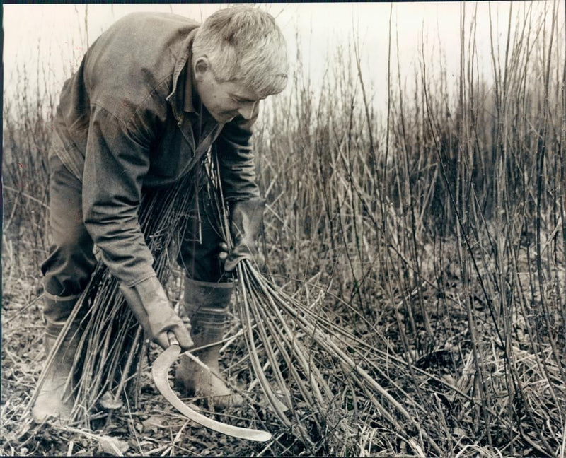 Conversation environment:roberts yates cuts the black maul willow at brampton. - Vintage Photograph