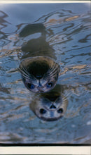 photo of animals. - Vintage Photograph