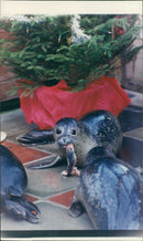 photo of animals. - Vintage Photograph