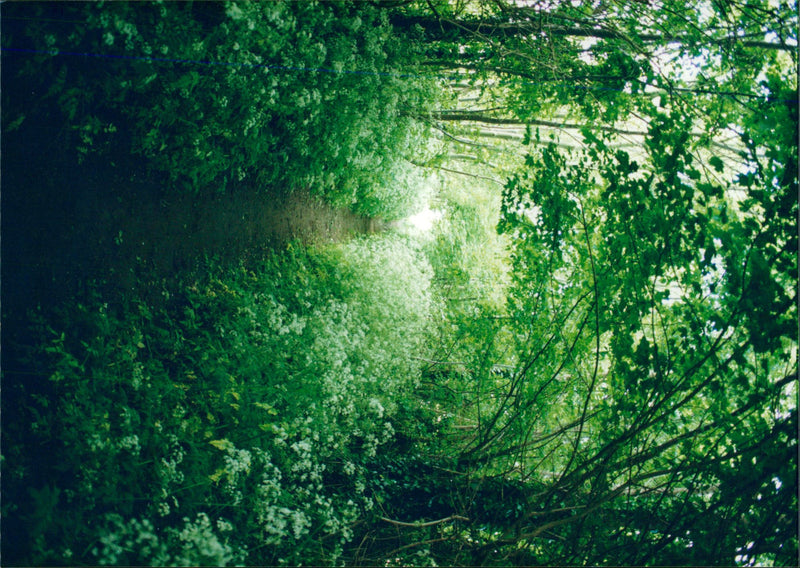 View of the nature. - Vintage Photograph