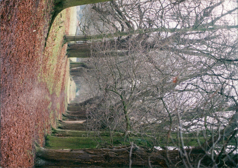 View of the nature. - Vintage Photograph