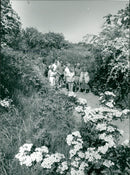 View of the nature. - Vintage Photograph