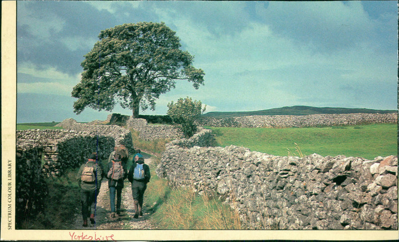 View of the nature. - Vintage Photograph