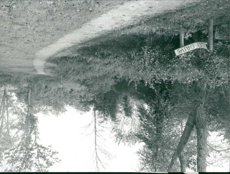 View of the nature. - Vintage Photograph