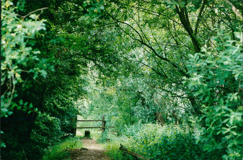 View of the nature. - Vintage Photograph