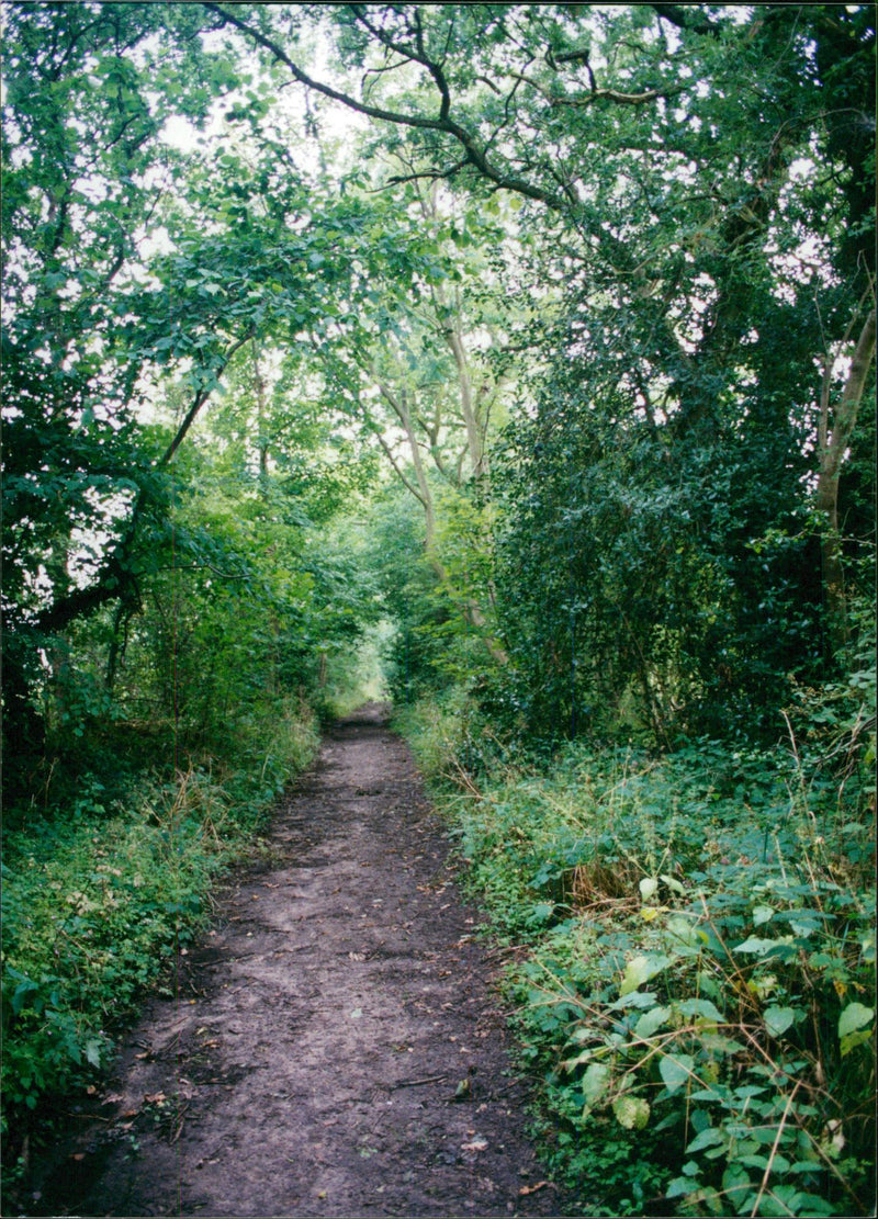 View of the nature. - Vintage Photograph