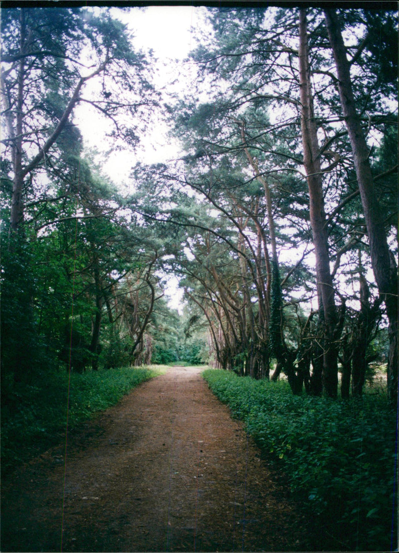 View of the nature. - Vintage Photograph