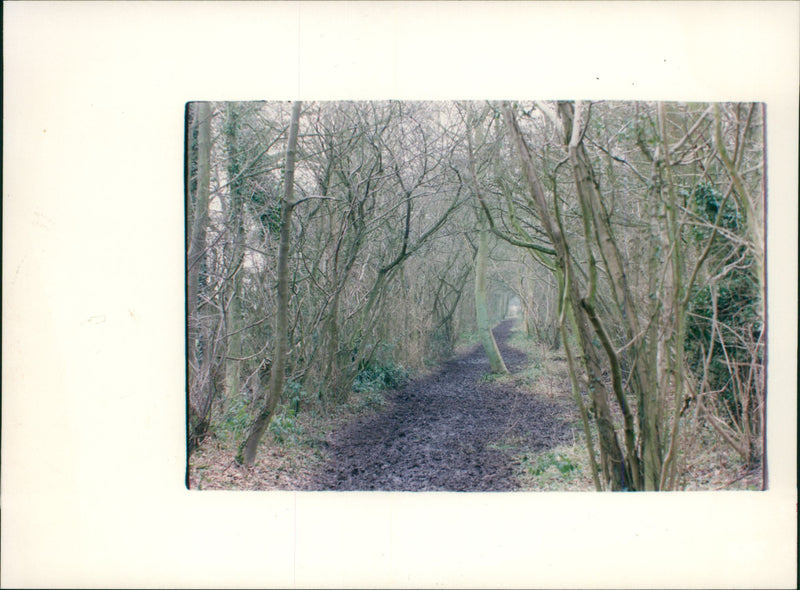 View of the nature. - Vintage Photograph