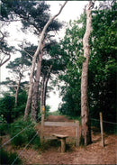 View of the nature. - Vintage Photograph