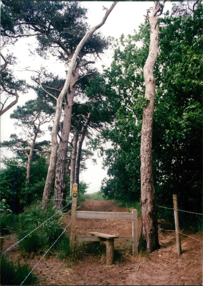View of the nature. - Vintage Photograph