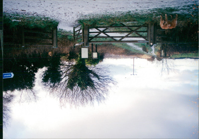 View of the nature. - Vintage Photograph