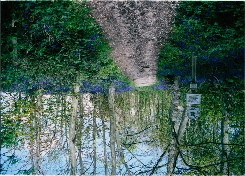 View of the nature. - Vintage Photograph