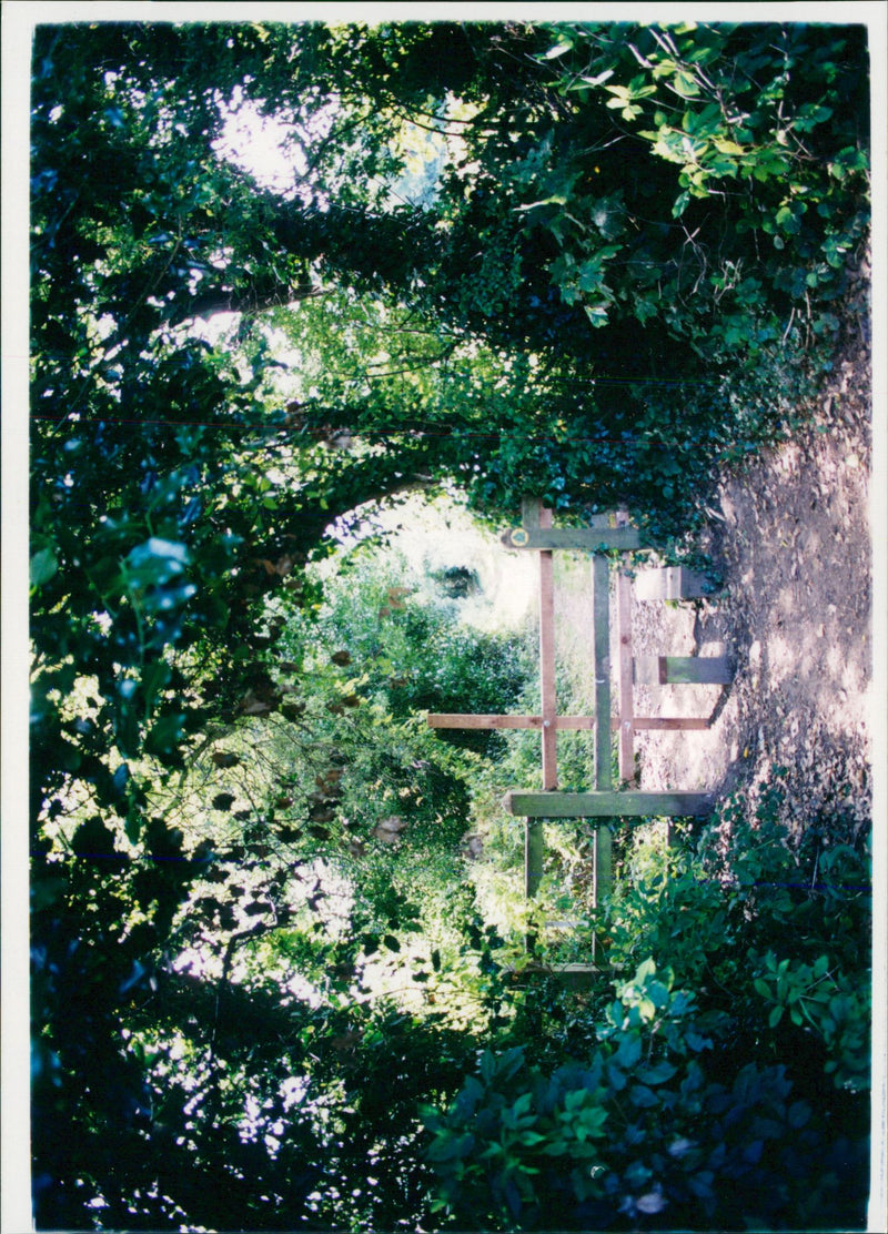 View of the nature. - Vintage Photograph