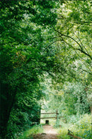 View of the nature. - Vintage Photograph