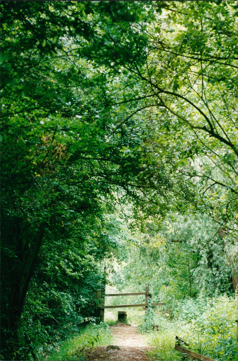 View of the nature. - Vintage Photograph