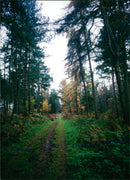View of the nature. - Vintage Photograph
