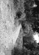 View of the nature. - Vintage Photograph