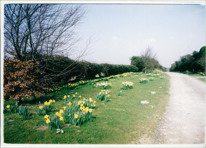 View of the nature. - Vintage Photograph