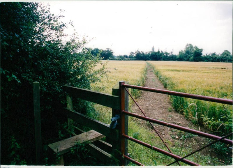 View of the nature. - Vintage Photograph