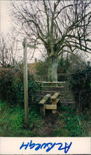 View of the nature. - Vintage Photograph